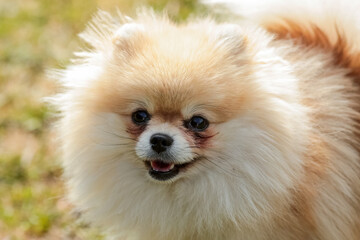 Pomeranian dog portrait