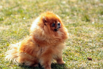 Pomeranian dog portrait
