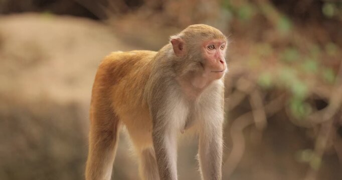 Macaques in nature. Macaques constitute a genus (Macaca) of gregarious monkeys. Macaques are found in a variety of habitats throughout the Asian continent and are highly adaptable.