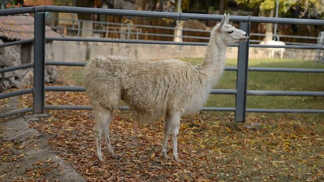 Llama animal, Lama glama, domestic animal close up
