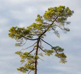 A tall pine tree with green leaves