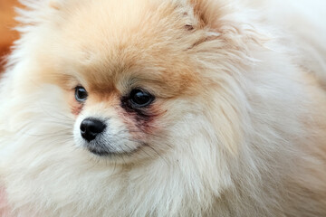 Pomeranian dog portrait