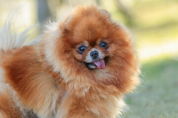 Pomeranian dog portrait