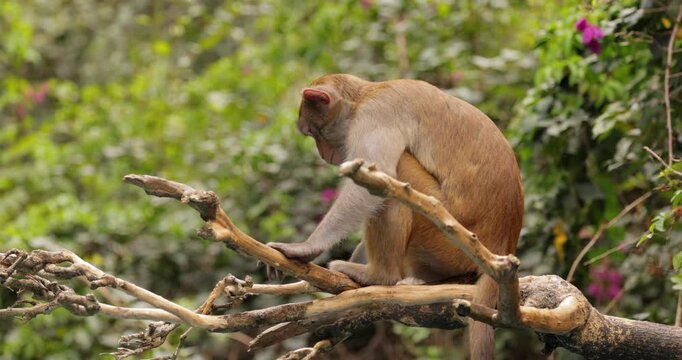 Macaques in nature. Macaques constitute a genus (Macaca) of gregarious monkeys. Macaques are found in a variety of habitats throughout the Asian continent and are highly adaptable.
