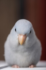 Beautiful tiny cute Forpus parrot bird, Exotic pet