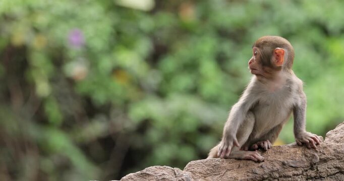 Macaques in nature. Macaques constitute a genus (Macaca) of gregarious monkeys. Macaques are found in a variety of habitats throughout the Asian continent and are highly adaptable.