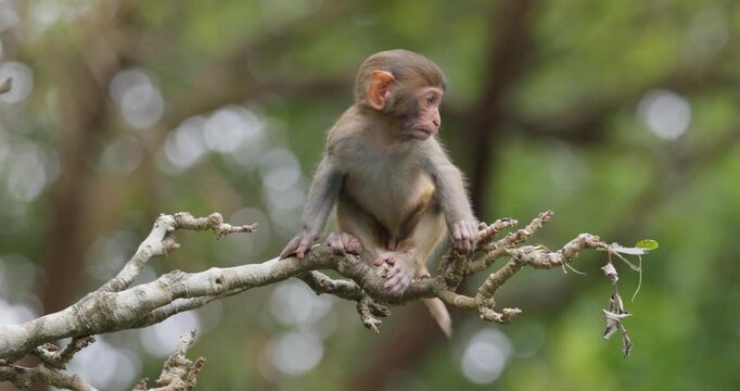 Macaques in nature. Macaques constitute a genus (Macaca) of gregarious monkeys. Macaques are found in a variety of habitats throughout the Asian continent and are highly adaptable.
