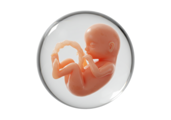 Isolated Fetus inside Amniotic Sac, 20 Weeks, Umbilical Cord, Model, Human Pregnancy