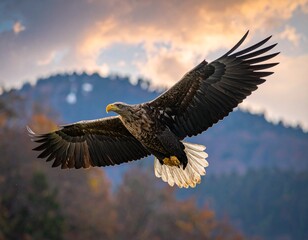 Obraz premium eagle in flight