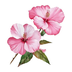 Watercolor painting of two pink and white hibiscus flowers with watercolor illutrastion transparent background