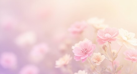 Soft Pink and White Cosmos Flowers with Pastel Bokeh Background