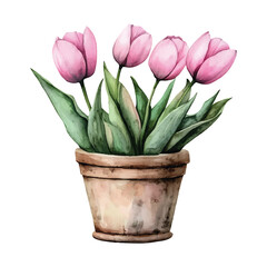 Watercolor pink tulips in a terracotta pot on white background watercolor illutrastion transparent background
