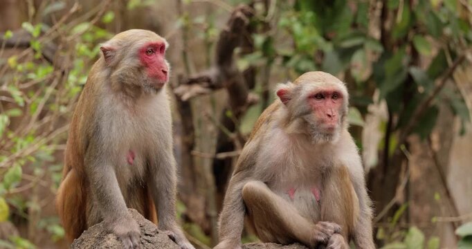 Macaques in nature. Macaques constitute a genus (Macaca) of gregarious monkeys. Macaques are found in a variety of habitats throughout the Asian continent and are highly adaptable.
