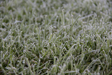 frost on grass at early cold morning