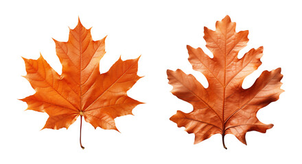 Dried orange autumn leaves isolated