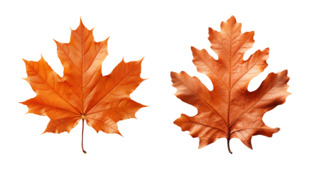 Dried orange autumn leaves isolated