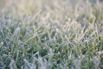 frost on grass at early cold morning