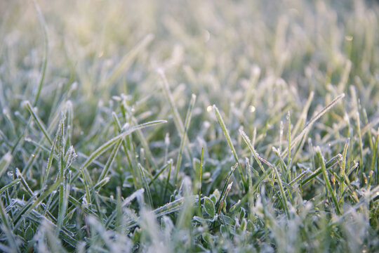 frost on grass at early cold morning - Powered by Adobe