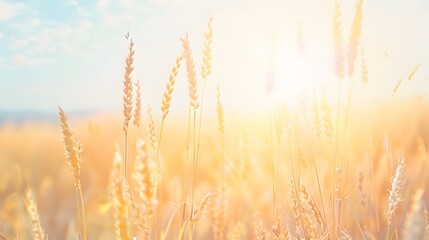 Serene rural scenery with golden wheat fields