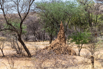 Termiti&egrave;re dans la savane en Afrique australe