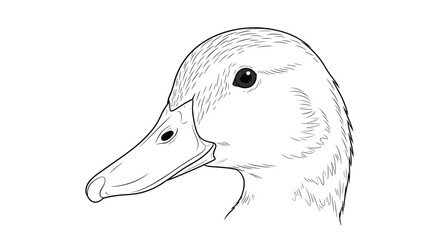 A detailed black and white illustration of a duck's head in profile showing its beak and eye.