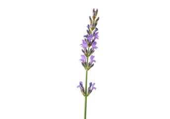 Obraz premium Isolated lavender flower stem with light purple blossoms and green buds, floral botany