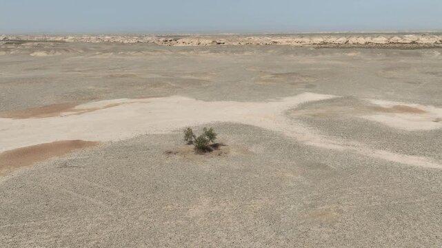 Aerial view of an arid landscape with a solitary tree standing amidst the dry terrain, contrasting with the vast expanse of desert, Yumen, Gansu, China.