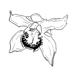 Vanilla flower, orchid phalaenopsis with large petals. Graphic line art hand drawn ink black and white illustration vector. Isolated object flower. For the cooking, spa, medicinal, tea, garden, beauty