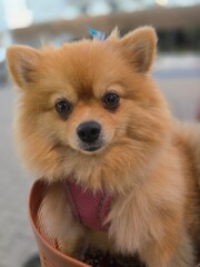 A small, shaggy, red-haired dog. A small Pomeranian.