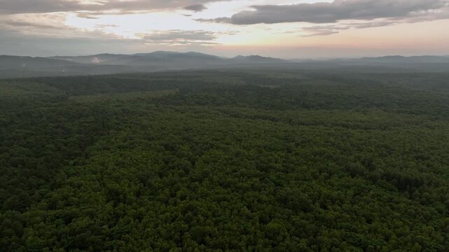 Aerial view of the vast, lush forest, a sea of green stretching to the distant mountains under a pastel sky, Changbai Mountain, China.