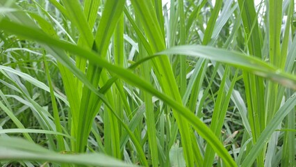 green grass with dew drops