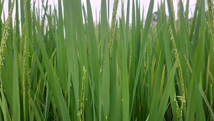 green grass background