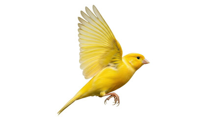Isolated Small Yellow Canary in Flight With Wings Upward in Dynamic Pose Against Neutral Field