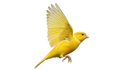 Isolated Small Yellow Canary in Flight With Wings Upward in Dynamic Pose Against Neutral Field