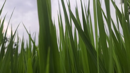 green grass on white background