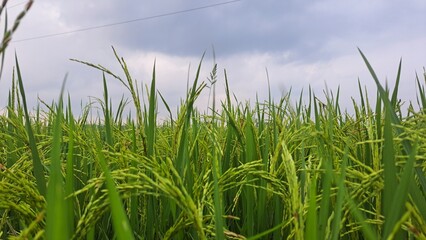 Fototapeta premium green grass and sky