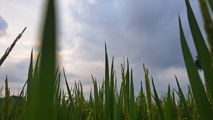 green grass and blue sky