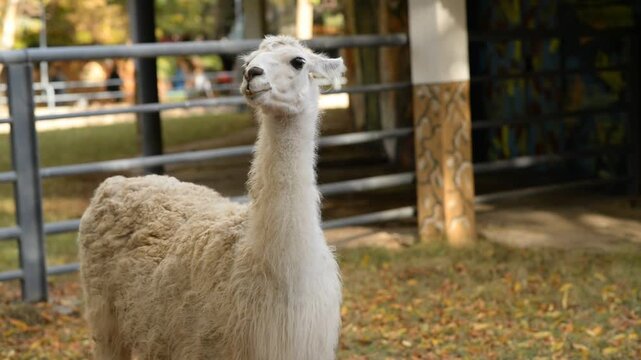 Llama animal, Lama glama, domestic animal close up