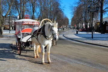 Horse-drawn carriage, white horse in the city street