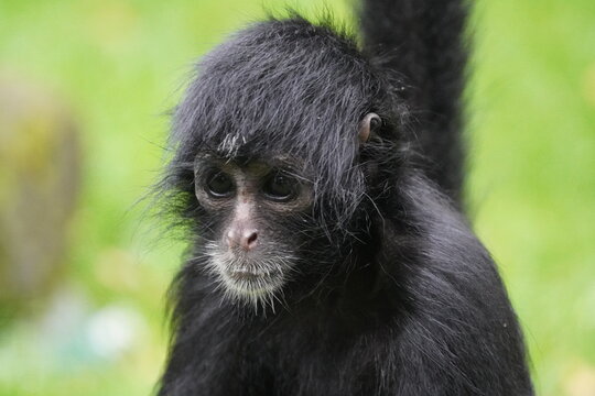 Colombian spider monkey