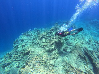 Obraz premium scuba diver in the caribbean