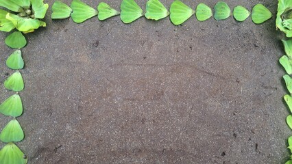 green leaves on wooden background