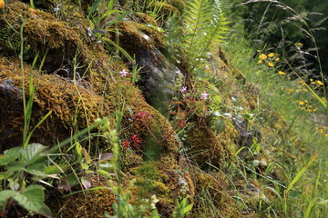 Fototapeta premium Moss covered substrate with herbaceous flowering species and mixed ground vegetation
