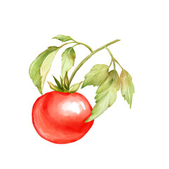 Hand-drawn illustration of single ripe red tomato on green vine with leaves © Gribanessa