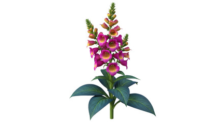 Isolated Digitalis flower, purple blooms with yellow throats, tall garden plant floral art