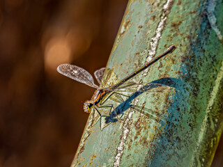 Dragonfly Perched Upside Down On Steel Pipe
