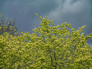 Bright Green Leaves Stand Out Against Storm Clouds