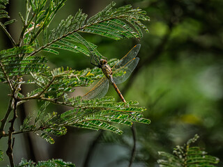 Dragonfly Perched Upside Down On Wattle Tree