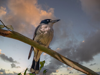  Solo Butcher Bird Perched Late Afternoon