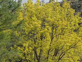 Massed Bright Yellow Green Leaves